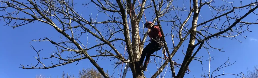 strukturno oblikovanje krošnje dreves